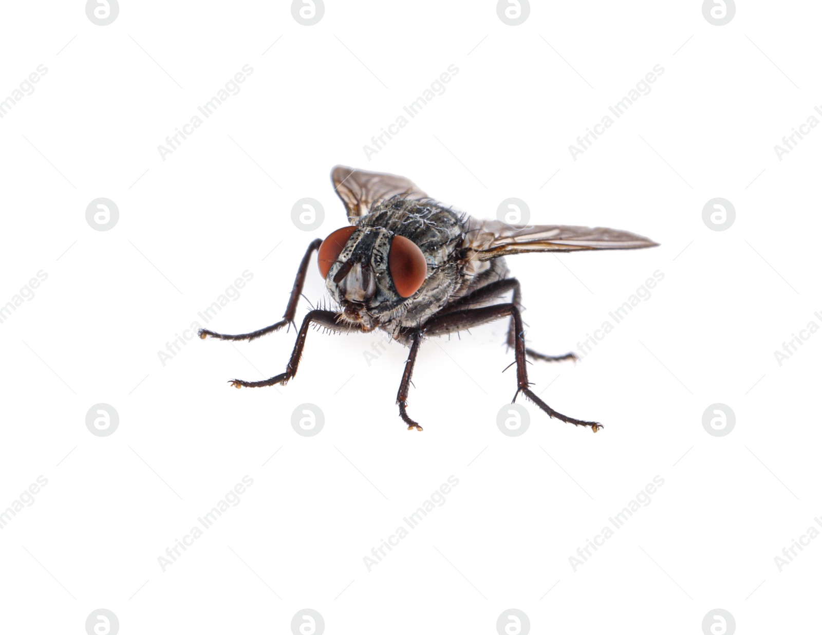 Photo of One common black fly on white background