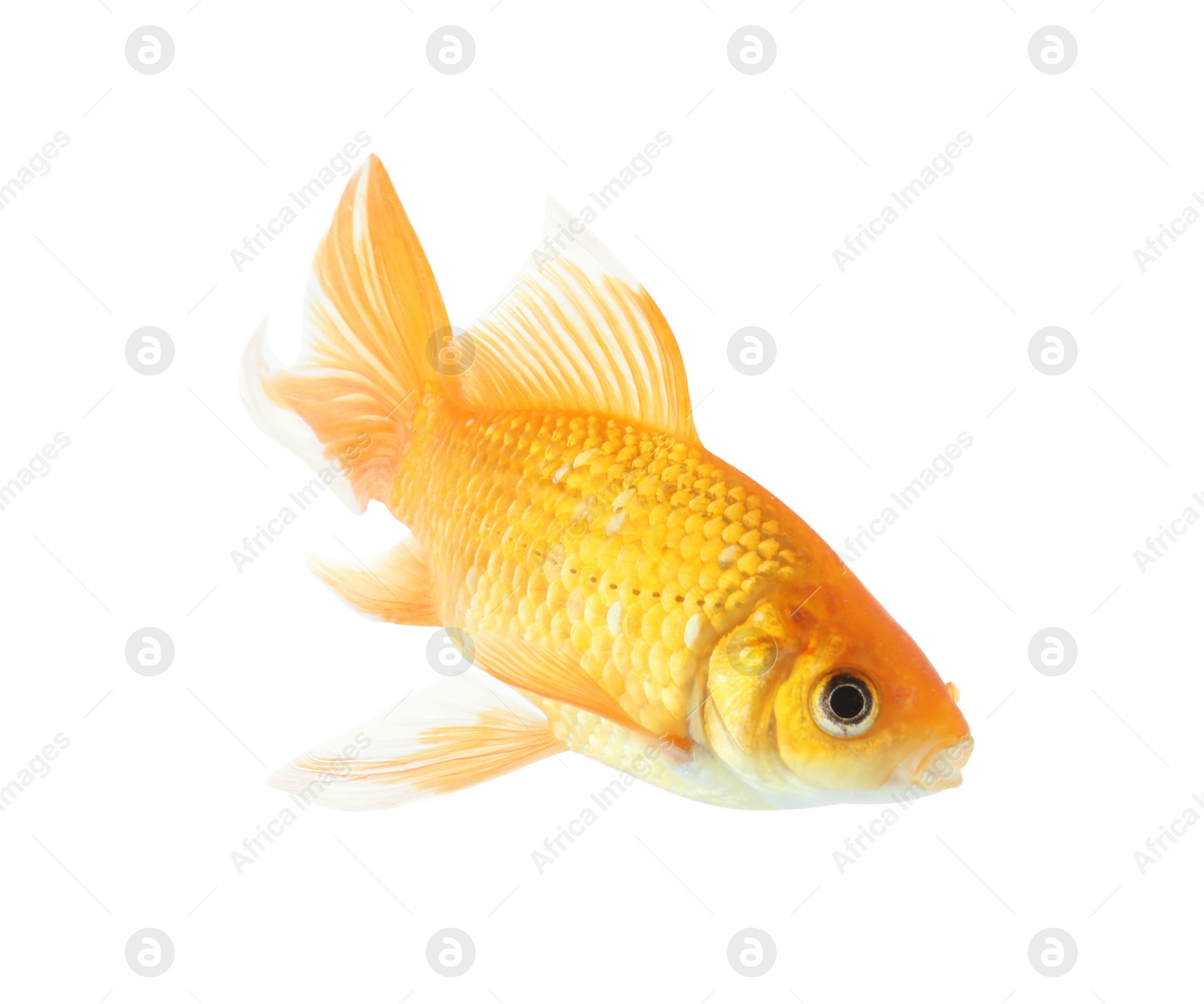 Photo of Beautiful bright small goldfish isolated on white