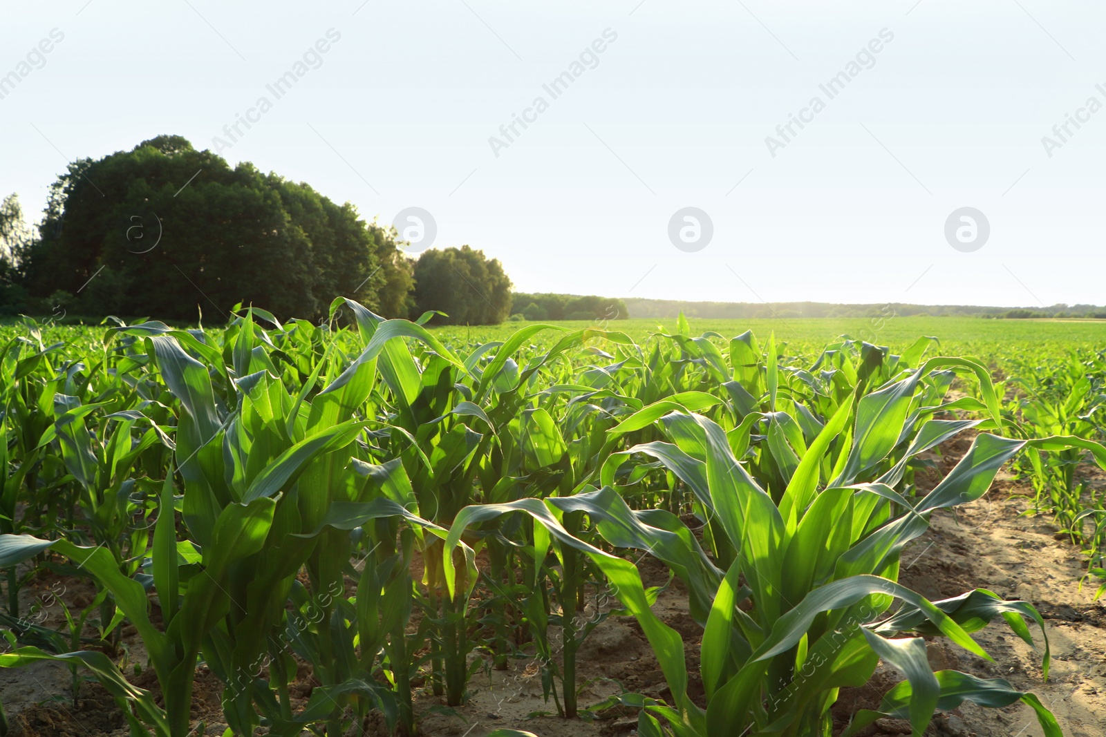 Photo of Beautiful agricultural field with green corn plants on sunny day