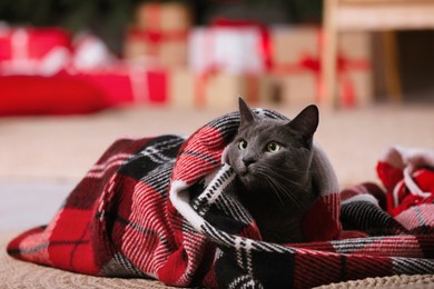 Photo of Cute cat covered with plaid at home