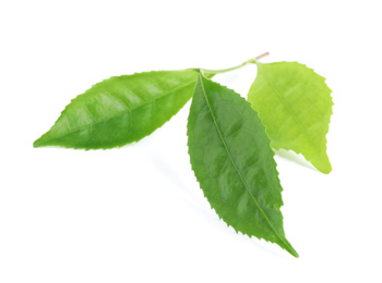 Photo of Green leaves of tea plant isolated on white