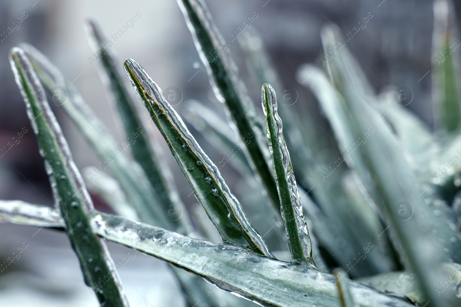 Photo of Grass in ice glaze outdoors on winter day, closeup