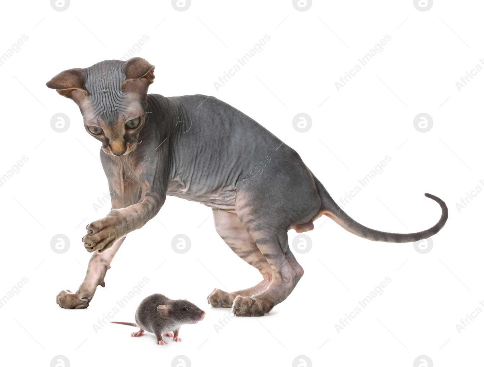 Image of Sphynx cat and rat on white background