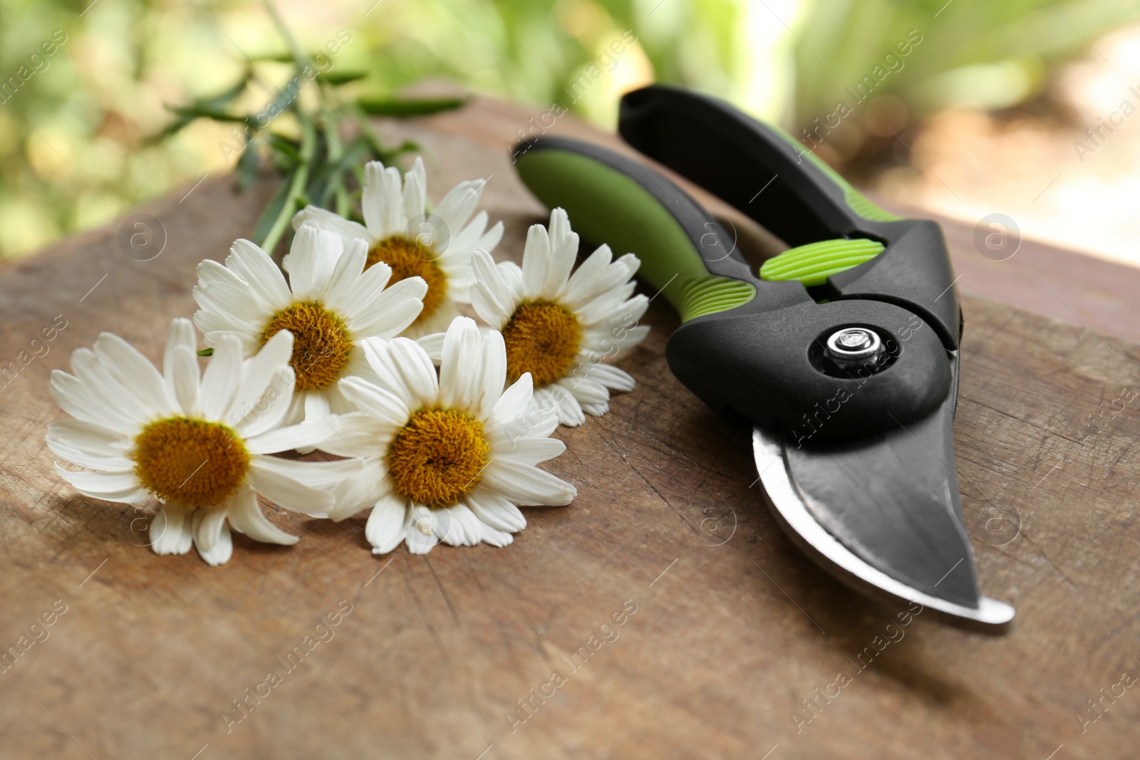 Photo of Secateur and beautiful chamomile flowers on wooden board, closeup