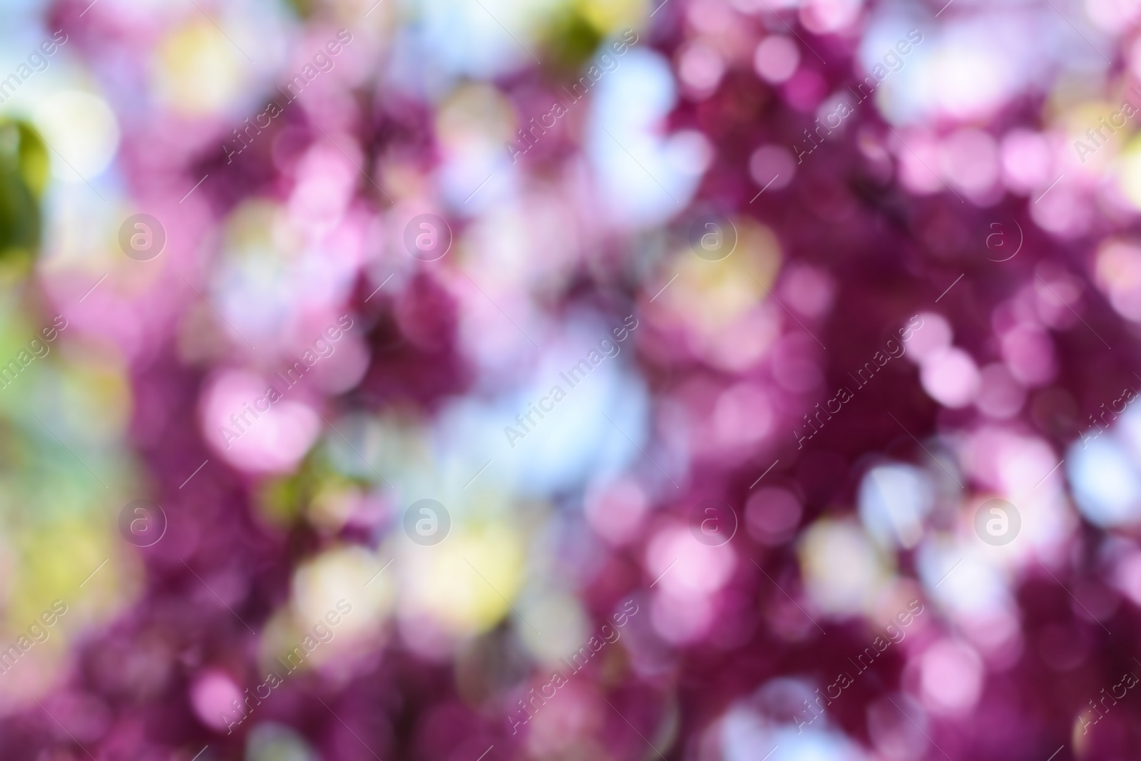 Photo of Blossoming tree outdoors, blurred view. Bokeh effect