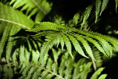 Photo of Beautiful fern with lush green leaves growing outdoors, closeup