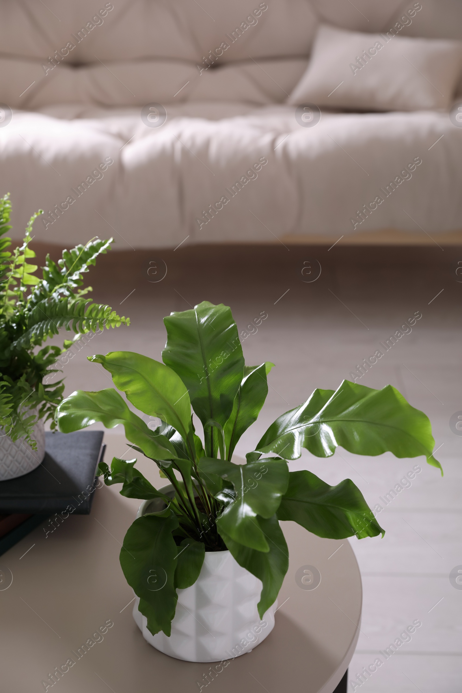 Photo of Beautiful potted fern on table in living room