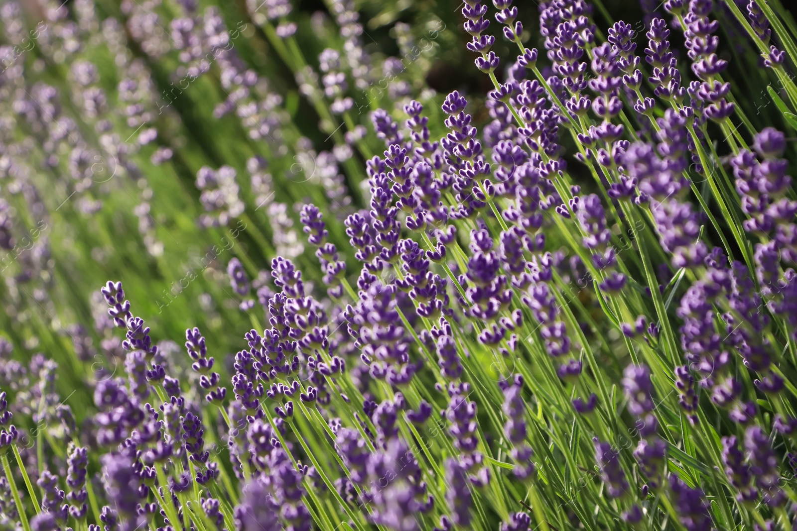 Photo of Beautiful blooming lavender plants in field on sunny day, closeup