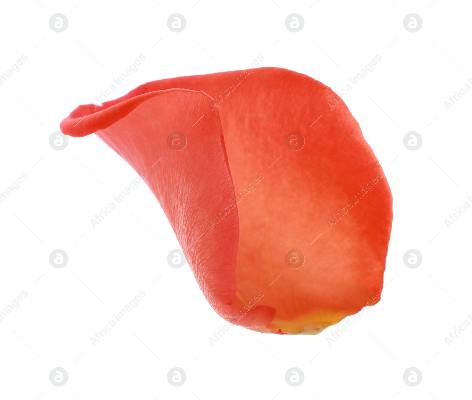 Photo of Beautiful pale red rose petal isolated on white