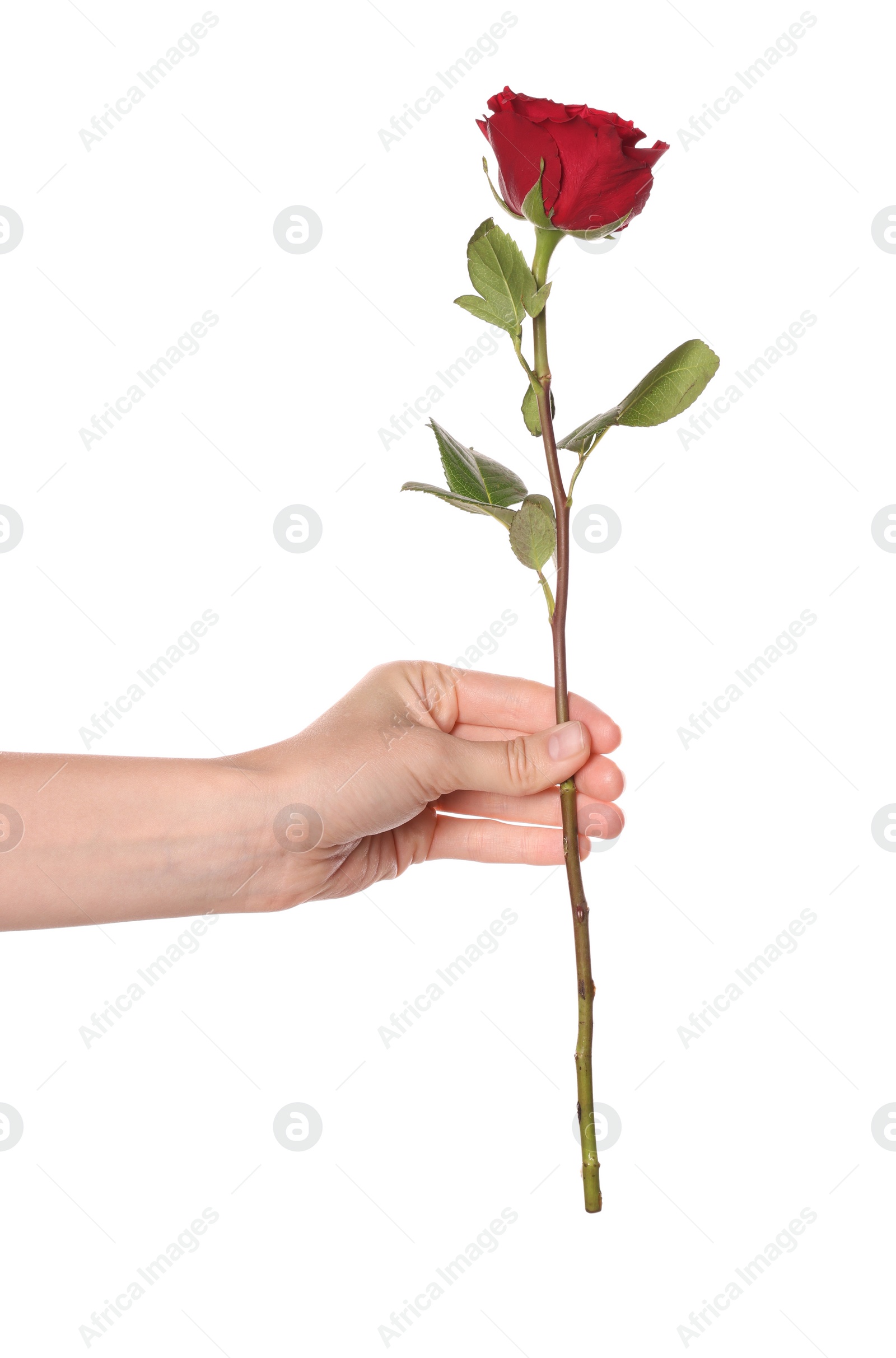 Photo of Woman holding red rose on white background, closeup