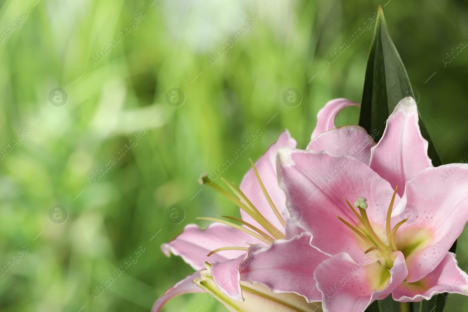 Photo of Beautiful pink lily flowers outdoors, closeup. Space for text