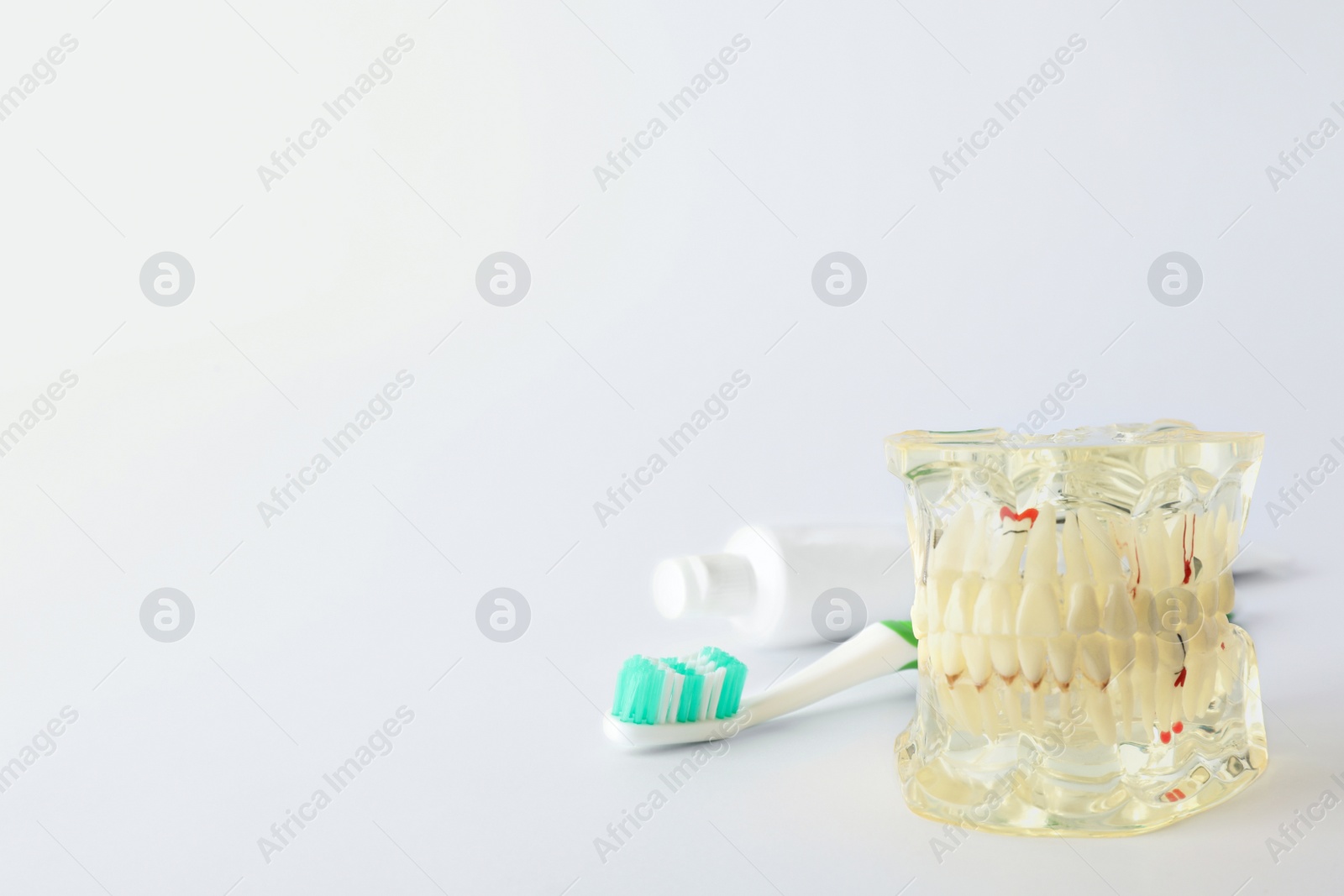 Photo of Typodont teeth, brush and paste on white background, space for text. Dentist consultation