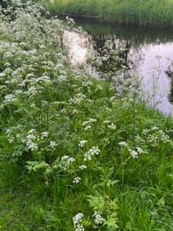 Beautiful plants with white flowers growing near channel outdoors