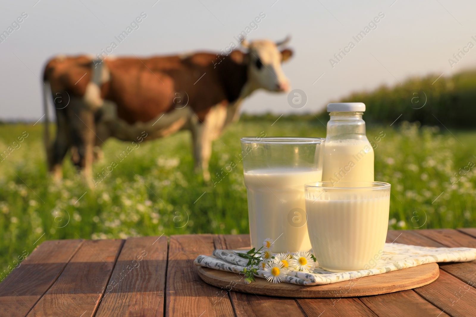 Photo of Milk with camomiles on wooden table and cow grazing in meadow