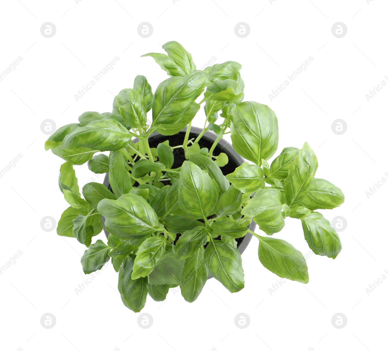 Photo of Aromatic green potted basil isolated on white, top view