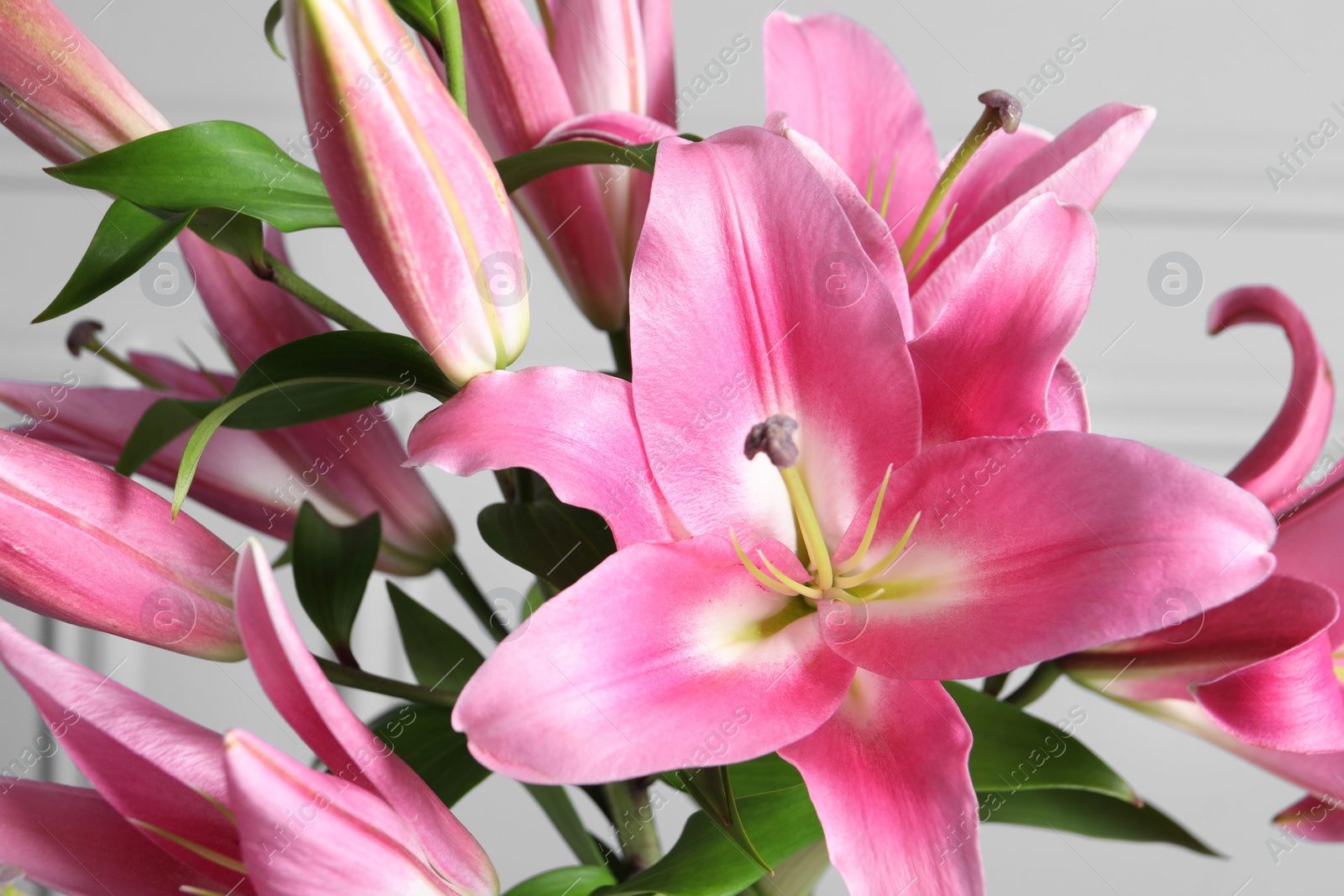 Photo of Beautiful pink lily flowers on light background, closeup