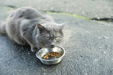 Photo of Homeless grey cat eating dry food outdoors. Abandoned animal