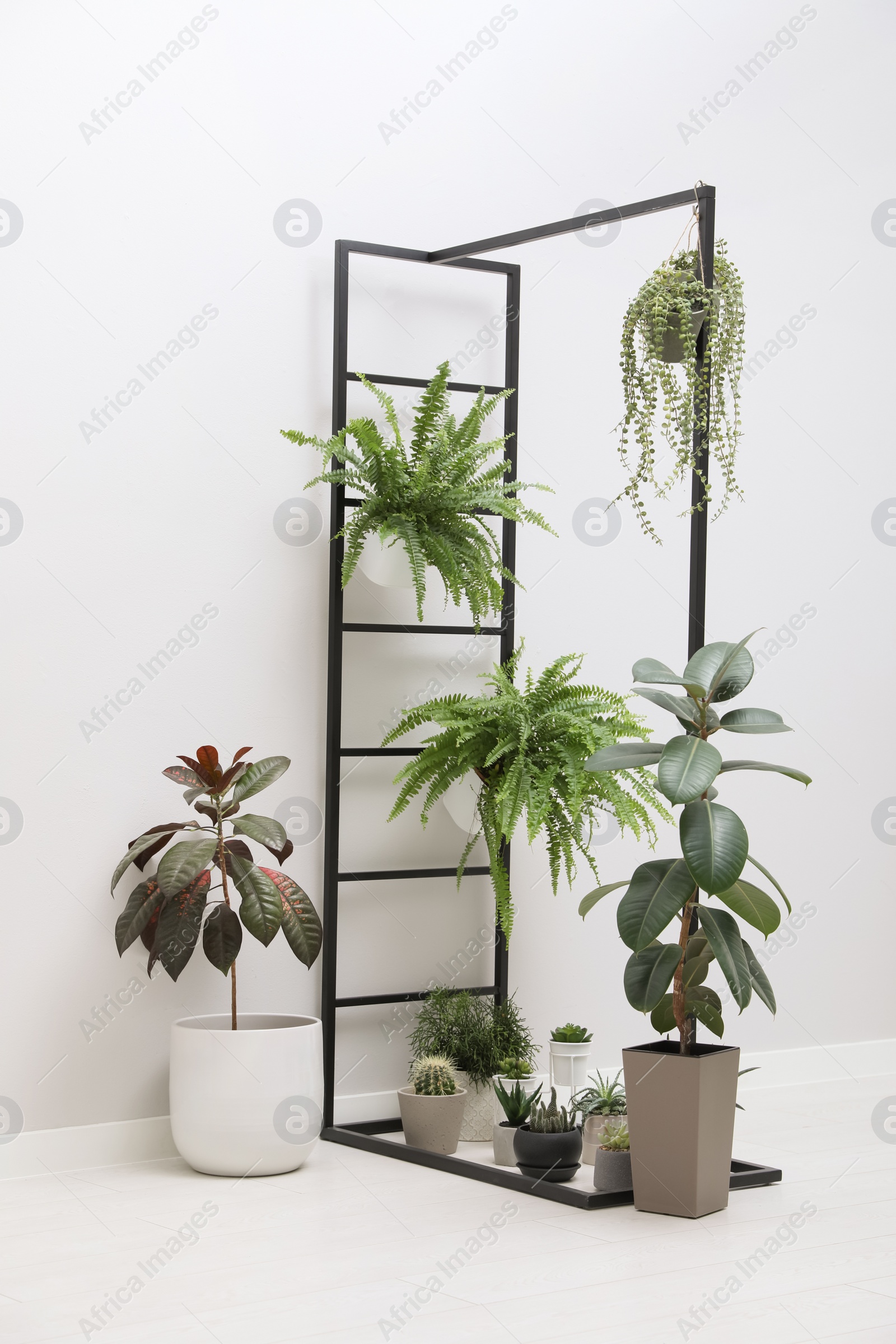 Photo of Many different houseplants in room. Interior element