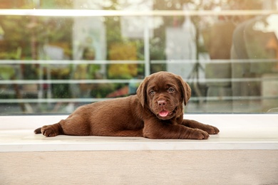 Chocolate Labrador Retriever puppy on window sill