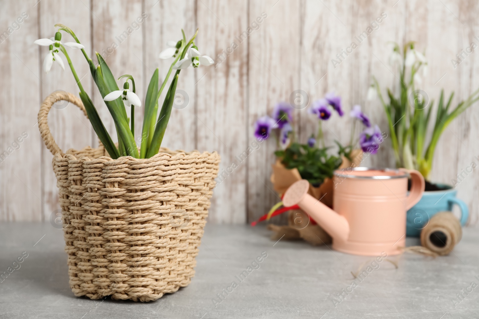Photo of Beautiful snowdrops in basket on light table. Space for text
