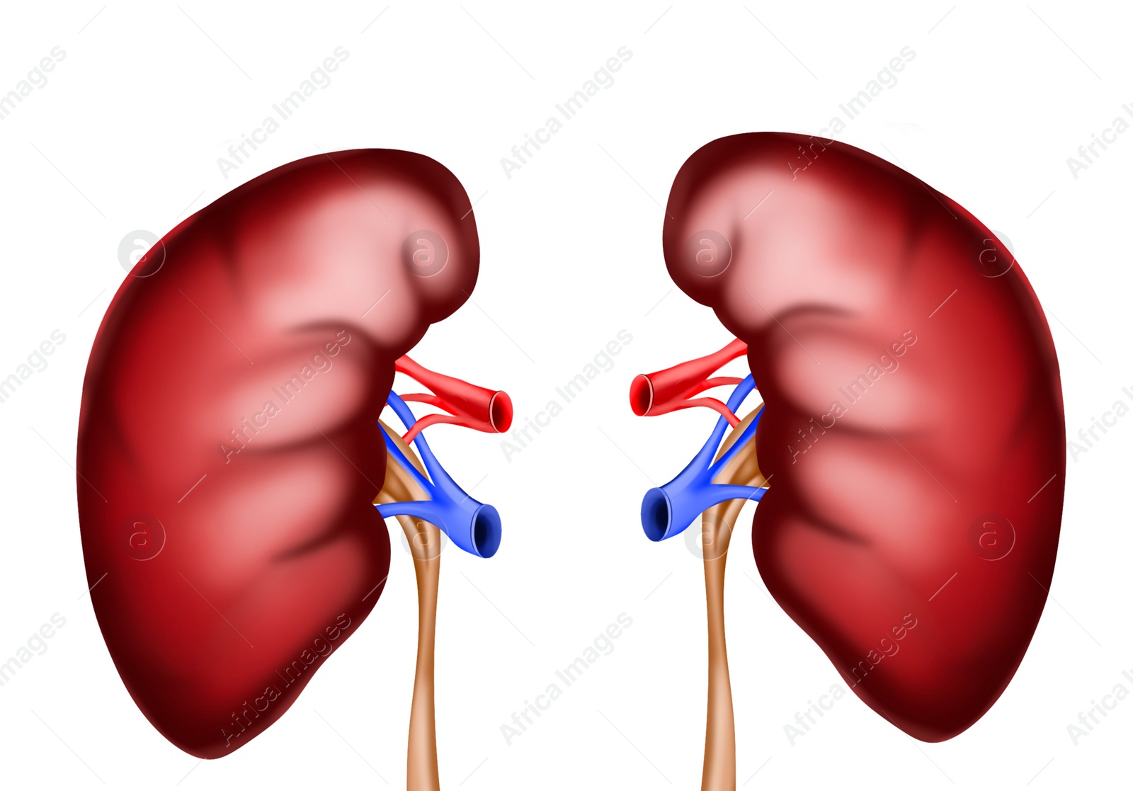 Illustration of  kidneys on white background. Human anatomy