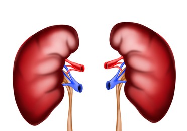 Illustration of kidneys on white background. Human anatomy