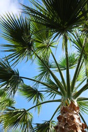 Photo of Beautiful palm tree outdoors on sunny summer day, low angle view