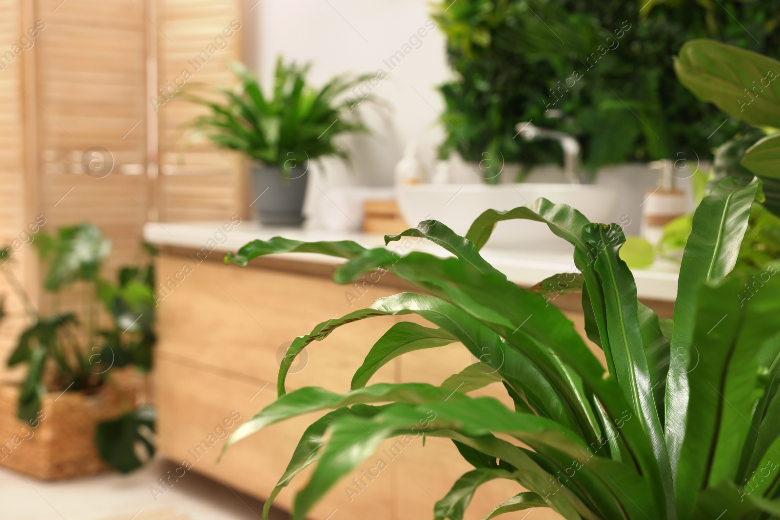 Photo of Beautiful houseplants in bathroom, space for text