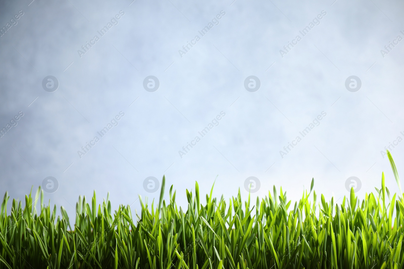 Photo of Fresh green grass on light background, space for text. Spring season