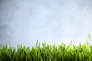 Fresh green grass on light background, space for text. Spring season