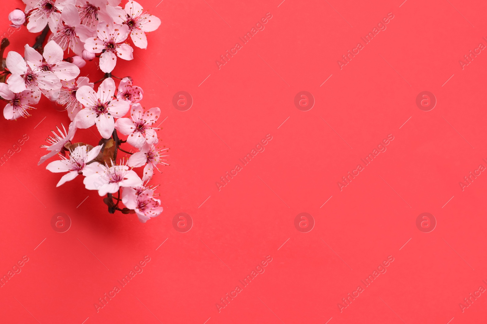 Photo of Cherry tree branch with beautiful pink blossoms on red background, flat lay. Space for text