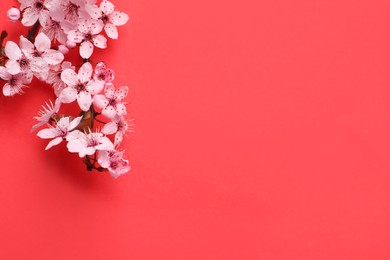 Cherry tree branch with beautiful pink blossoms on red background, flat lay. Space for text