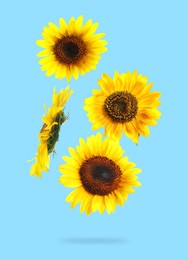 Image of Bright sunflowers in air on light blue background