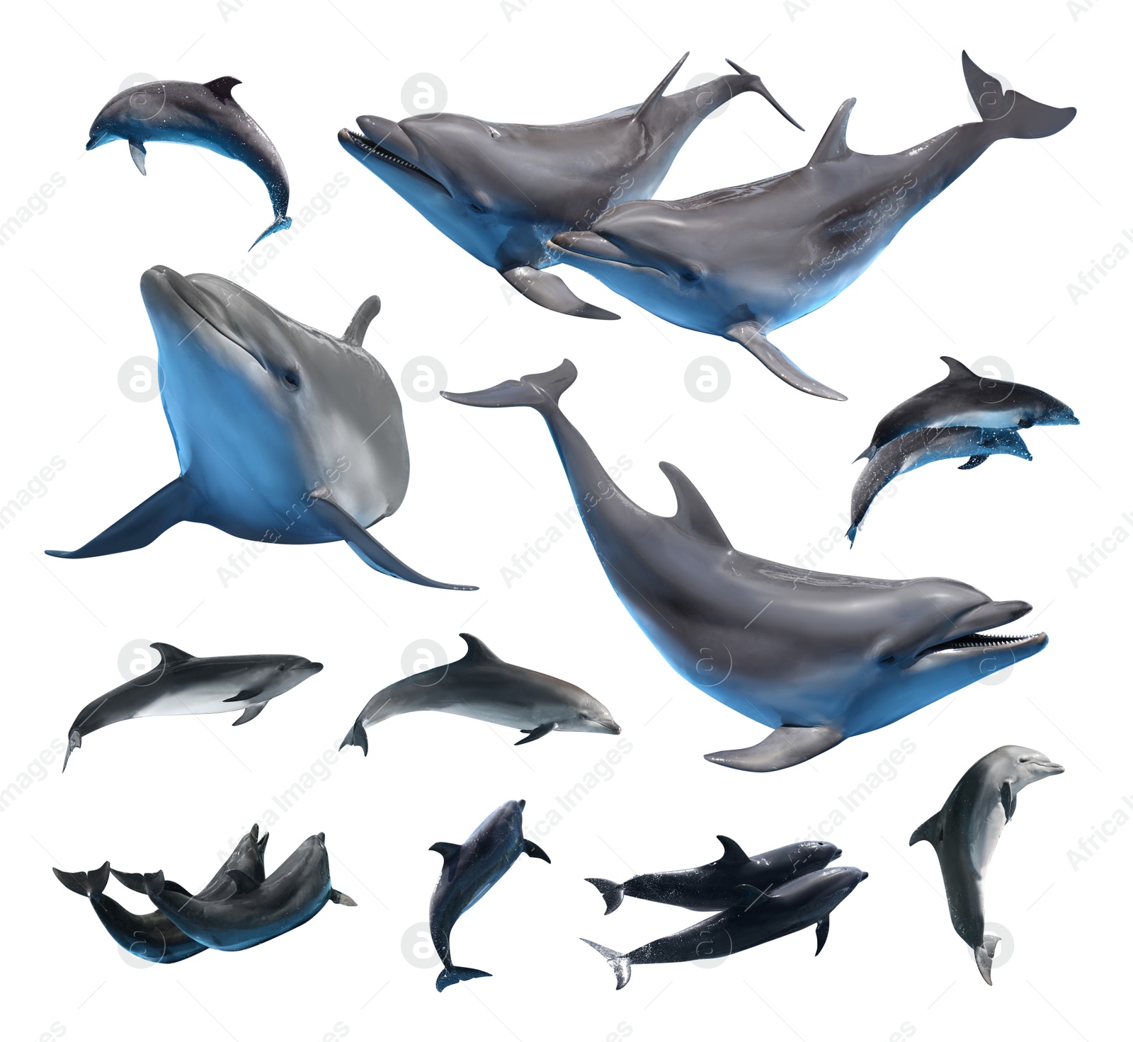 Image of Beautiful grey bottlenose dolphins on white background, collage