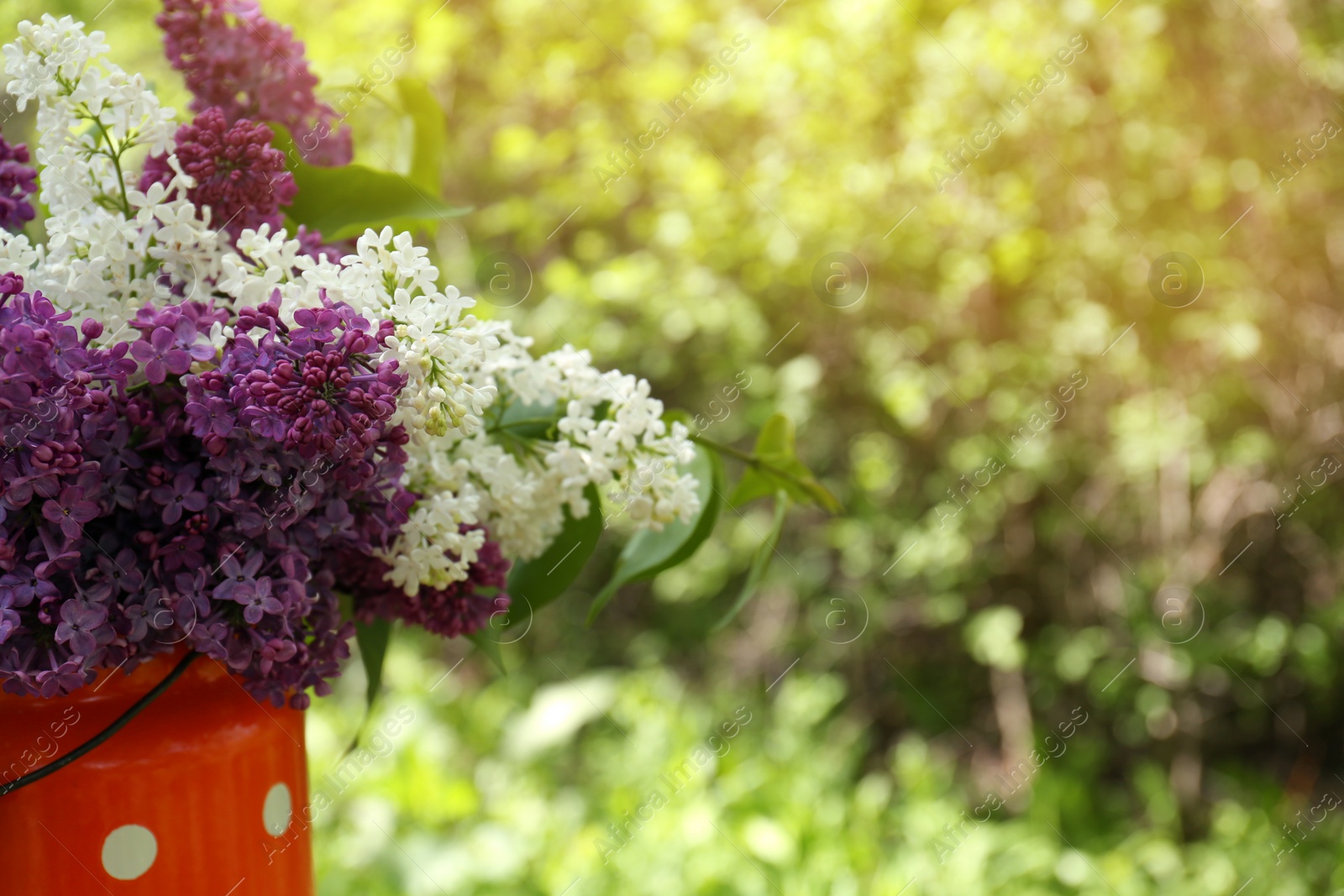 Photo of Bouquet of beautiful lilac flowers in milk can outdoors, closeup. Space for text