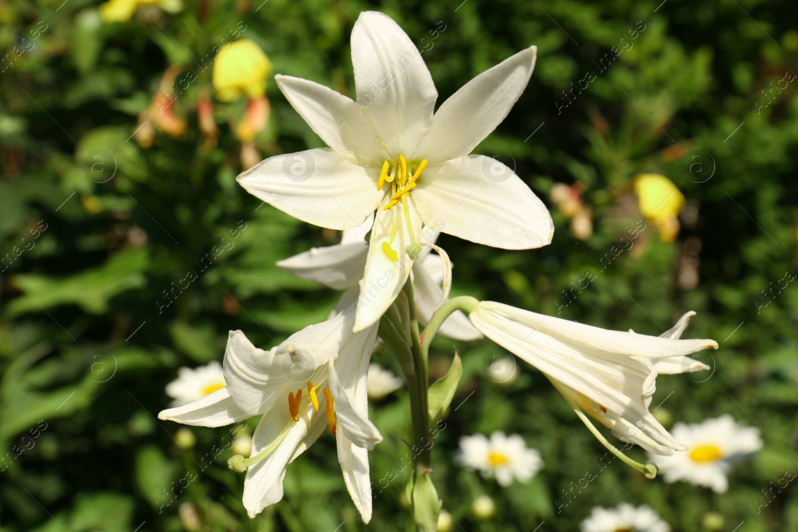 Photo of Beautiful blooming white lily outdoors on sunny day, closeup