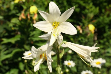 Photo of Beautiful blooming white lily outdoors on sunny day, closeup