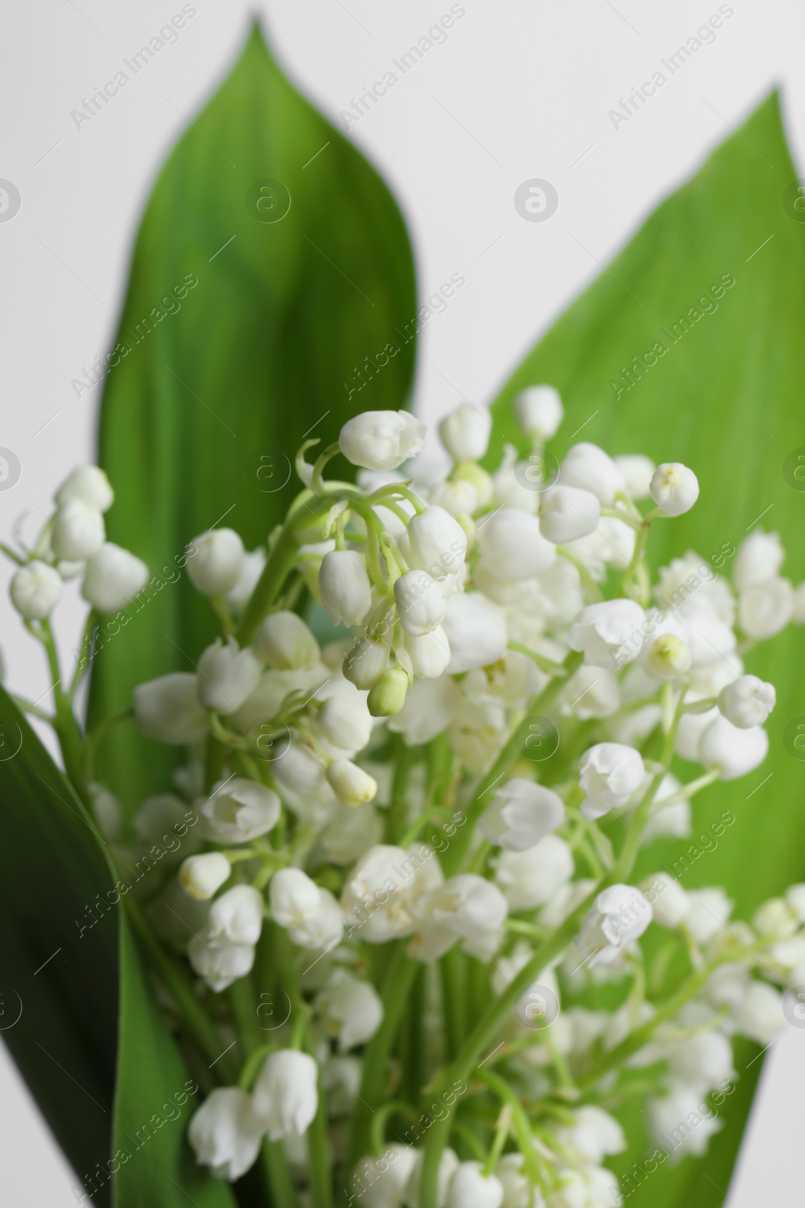 Photo of Beautiful lily of the valley flowers with leaves on light grey background, closeup