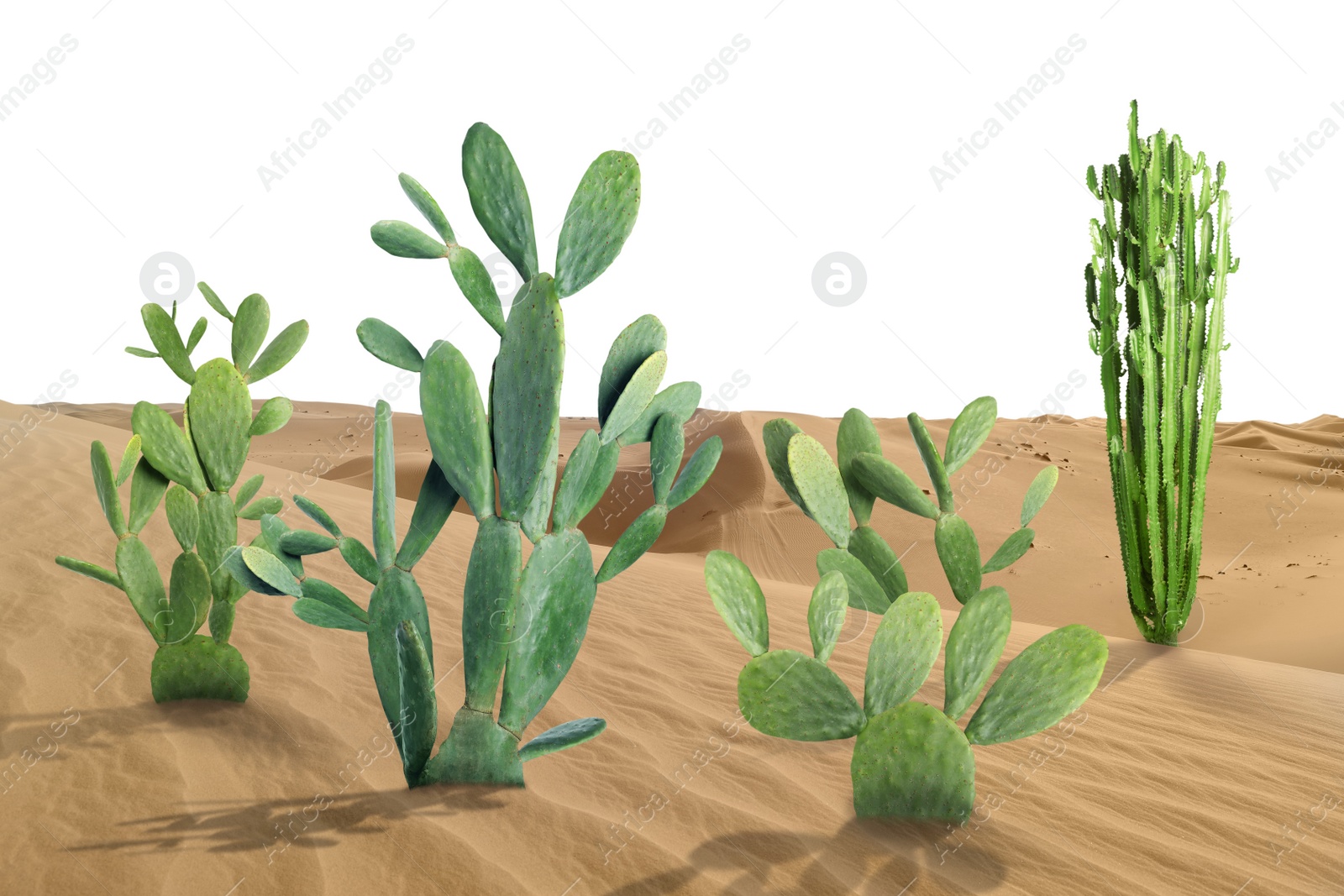 Image of Beautiful big cactuses growing in sand on white background