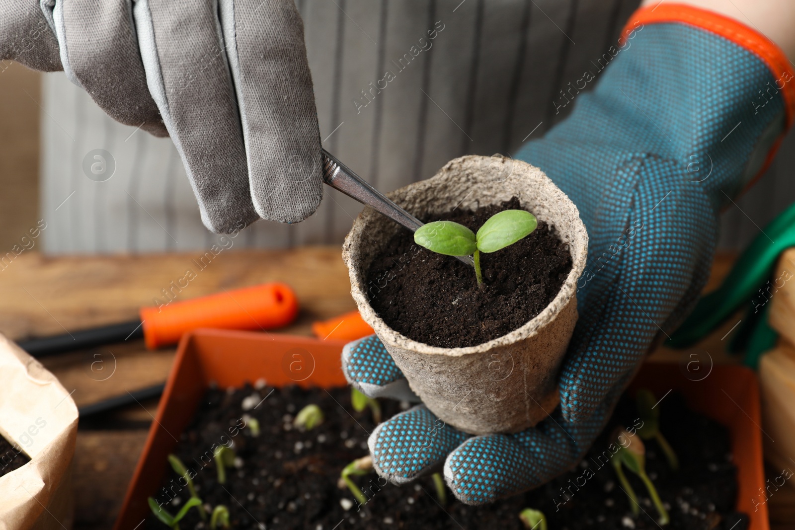 Photo of Person taking care of seedling at table, closeup