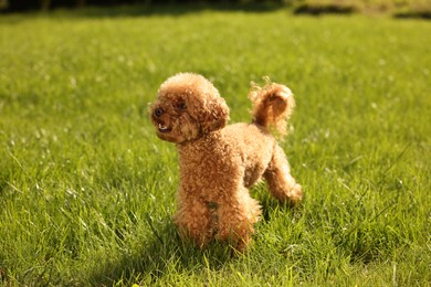 Cute Maltipoo dog on green lawn outdoors