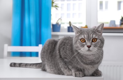 Photo of Cute Scottish straight cat on white table indoors