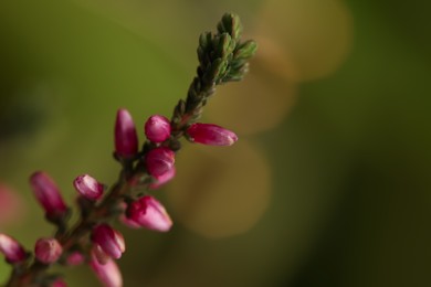 Heather twig with beautiful flowers on blurred background, closeup. Space for text