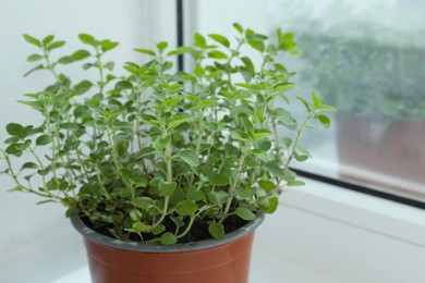 Photo of Fresh potted oregano on windowsill indoors, closeup. Space for text
