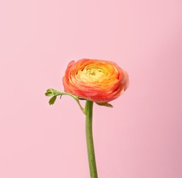 Photo of Beautiful ranunculus flower on color background