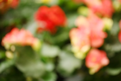 Blurred view of blooming begonia flowers, closeup. Tropical plant