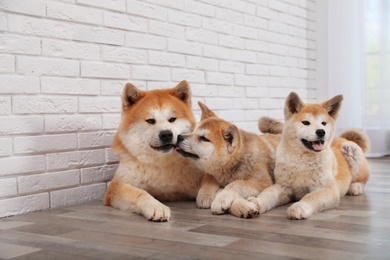 Photo of Adorable Akita Inu dog and puppies on floor indoors