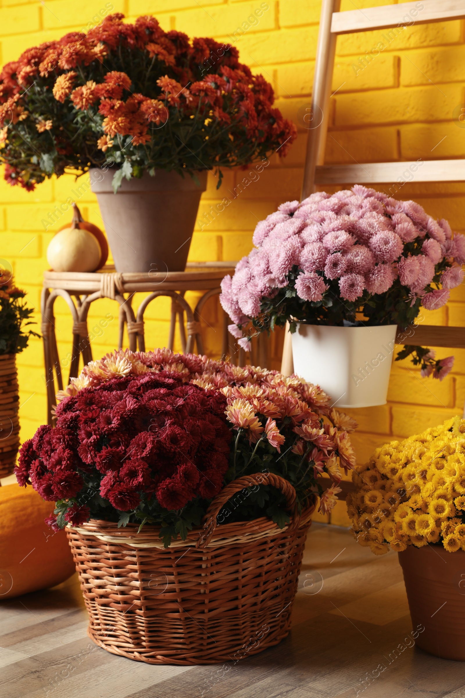 Photo of Beautiful potted fresh chrysanthemum flowers and pumpkins near yellow brick wall