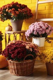 Beautiful potted fresh chrysanthemum flowers and pumpkins near yellow brick wall