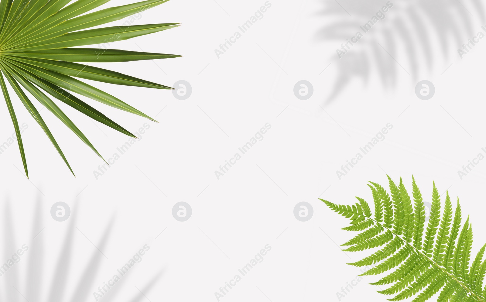 Image of Tropical leaves and their shadows on white background, space for text